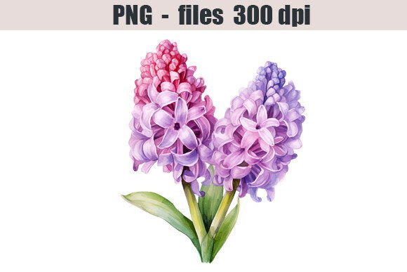 Download Hyacinth Flower Watercolor Clipart - Premium Resources