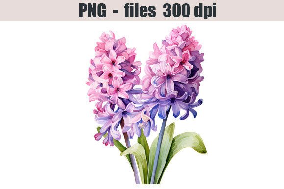 Download Hyacinth Flower Watercolor Clipart - Premium Resources