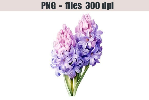Download Hyacinth Flower Watercolor Clipart - Premium Resources